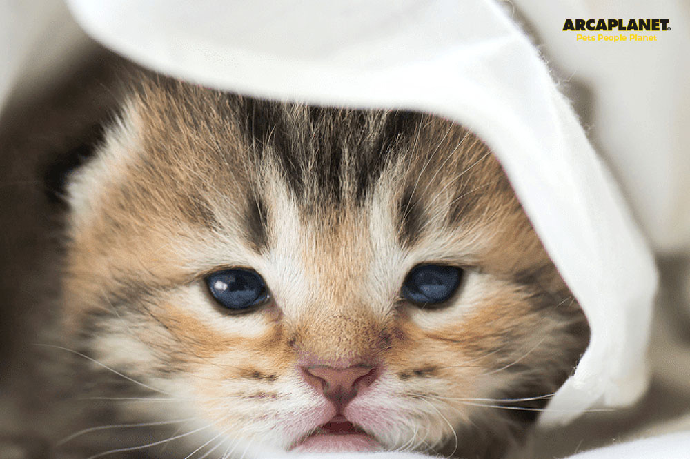 Gatto con raffreddore: sintomi e rimedi pratici