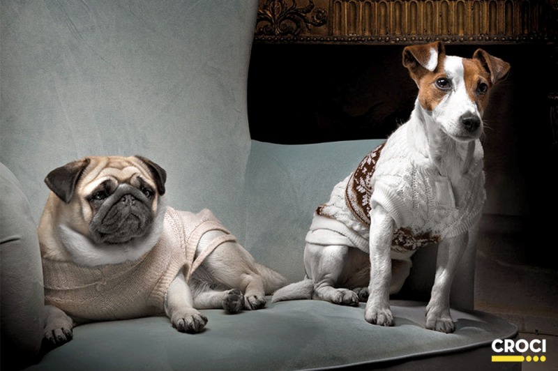 Cani contemporanei